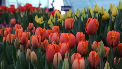 Untitled Project Video stock 125517481