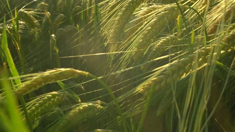 Untitled Project Stock Footage 131198485