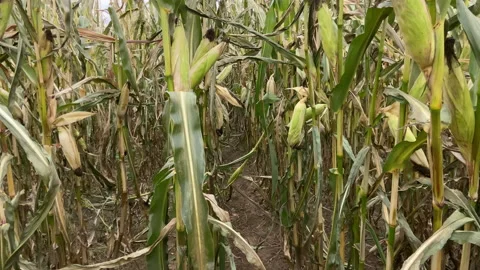 Untitled Project Stock Footage 171001756