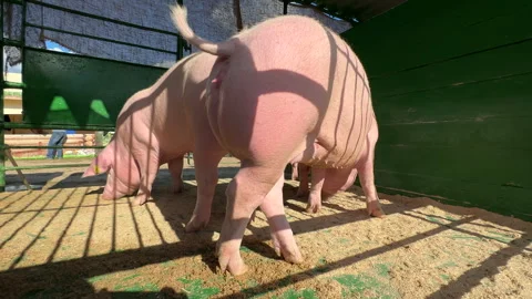 Untitled Project Stock Footage 277534950