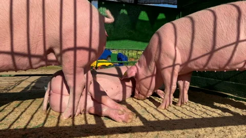 Untitled Project Stock Footage 277535146