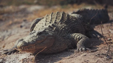 Untitled00187176 Vidéo 96376375