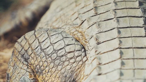 Untitled00190956 動画素材 96376859