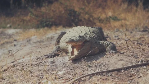 Untitled00193368 Stock Footage 96377602