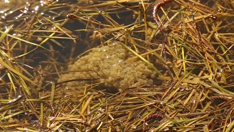 Untitled00741240 스톡 동영상 175426936