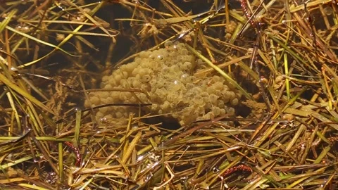 Untitled00742067 스톡 동영상 175428233