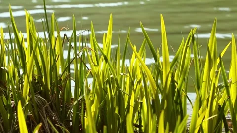 Untitled00756806 스톡 동영상 175436632