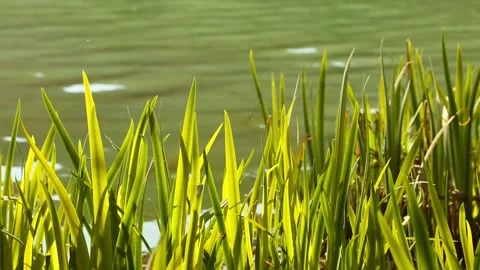 Untitled00757291 Stock Footage 175436174