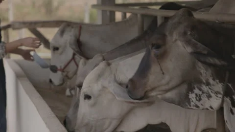 Untitled01946148 Stock Footage 242924367