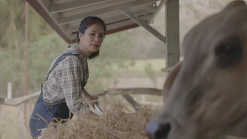 Untitled01946479 Stock Footage 242924442