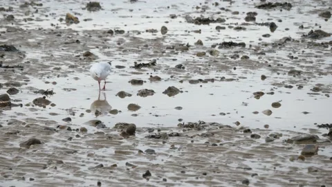 Untitled.1 Stockbeeldmateriaal 141811517