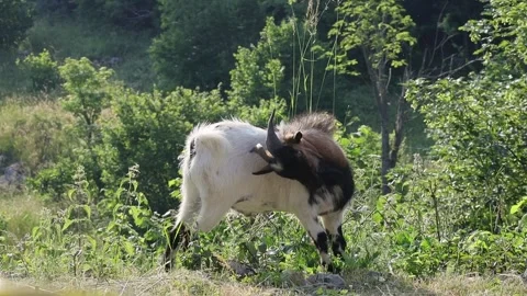 UntitledGoat in Paradise Stock Footage 291195409