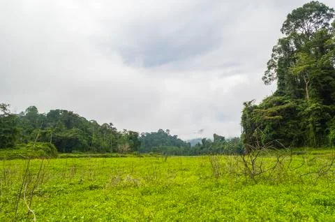Untouch forest Foto stock