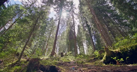 The untouchable magical nature of a pine forest with beautiful trees and mossy. Stock Footage 280464612