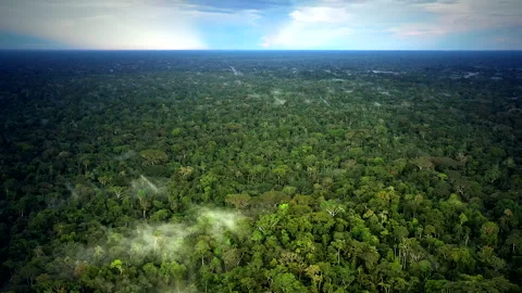 Untouched Amazon Tropical Rainforest Extends To The Horizon Video stock 247865596