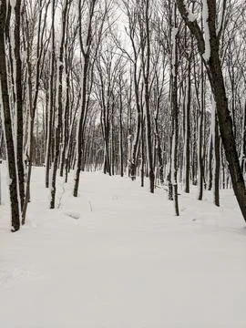Untouched Deep Snow in a Bare Winter Forest Stock Photos