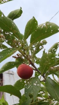 Untouched Nectarine Stock Photos
