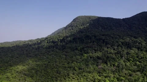 Untouched Rainforest Canopy Aerial   Pristine Wilderness Stock Footage 263093205