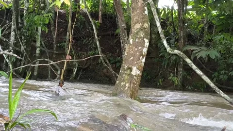 Untouched rainforest river flowing through Apuí Brazil Stock Footage 330078314
