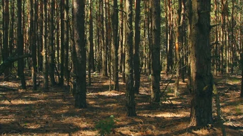 Untouched spruce forest 스톡 동영상 68923194