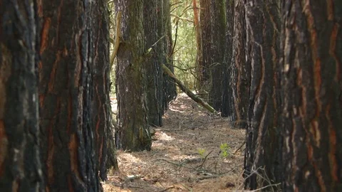 Untouched spruce forest Stock Footage 71656985
