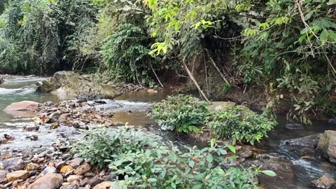 Untouched Tropical River Ecosystem - 4K High Resolution Static Stock Footage 327627949