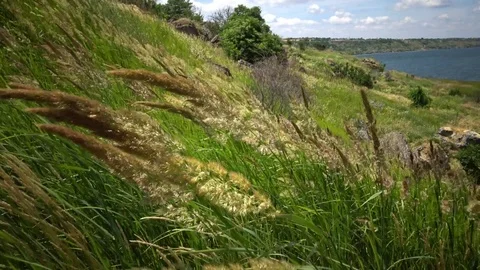 Untouched wild nature, grass on the slopes of the Hadzhibey estuary Stock Footage