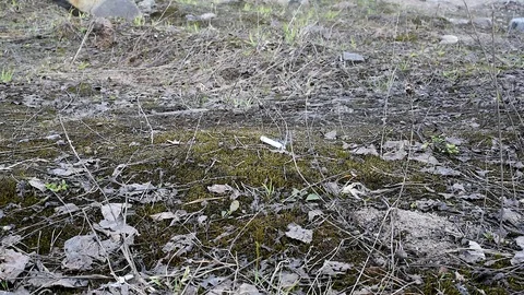 Untreated cigarette lying on dry grass and can cause fire Video stock 111145210