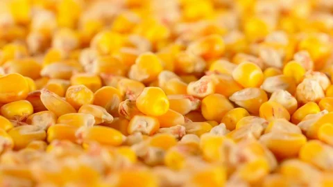 Untreated Corn Seeds Macro 1080p Slow Motion Stock Footage 128459138