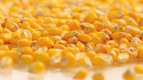 Untreated Corn Seeds Macro 4K Stock Footage 128459497