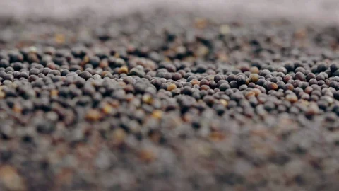 Untreated Oilseed Rape Seeds Macro 1080p Stock Footage 128457690