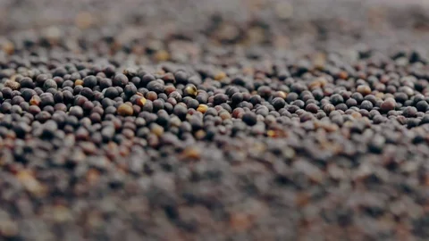 Untreated Oilseed Rape Seeds Macro 4K Stock Footage 128459319