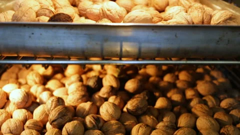 Untreated walnuts are dried on a baking sheet in the oven. Side view, real time, Stock Footage 97293000