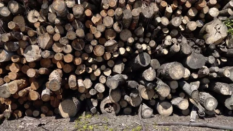 Unusable wood Stock Footage 144289653