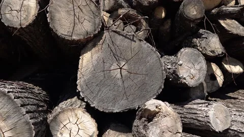 Unusable wood Stock Footage 144289678