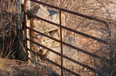 Unused gate between fields Stock Photos