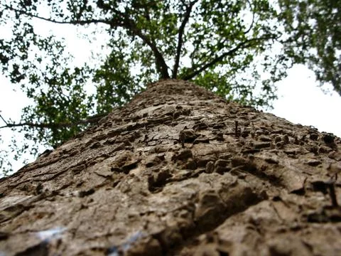 Unusual angle and visible texture of the trunk and bark Stock Photos