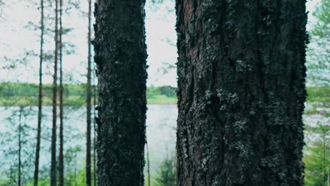 An unusual angle. The camera passes between the trees in the forest. Stock Footage 310266134