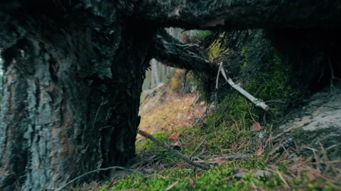 An unusual angle. The camera passes under the roots of the tree. Stock Footage 310266140