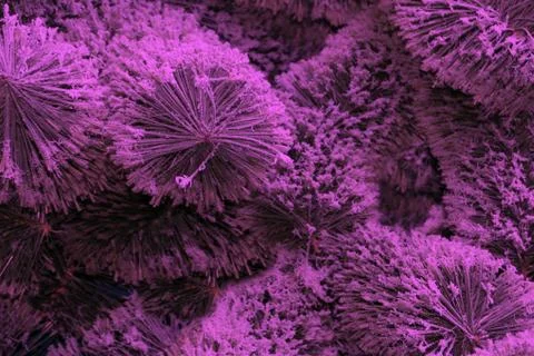 Unusual artificial Christmas tree decoration on pink fir branches, cute glass Stock Photos