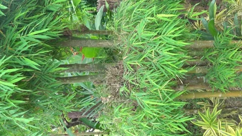 Unusual bamboo, where the nodes of the trunks are overgrown with leaves 스톡 동영상 343447051