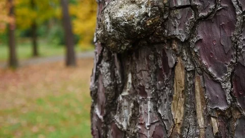 Unusual bark of coniferous tree. close-up, texture of tree bark. slow motion, 4k Stock Footage 82813833