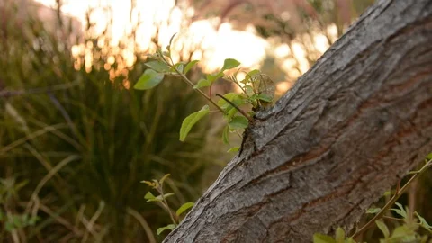 Unusual bark of coniferous tree. close-up, texture of tree bark. Видео 94044875