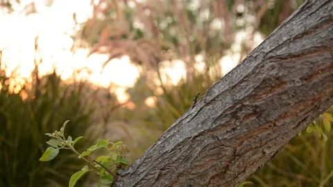 Unusual bark of coniferous tree. close-up, texture of tree bark. 스톡 동영상 94045868