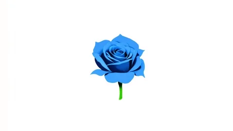 An unusual blue rose isolated on a white background. Stock Footage 285160645