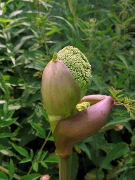 Unusual bud Stock Photos