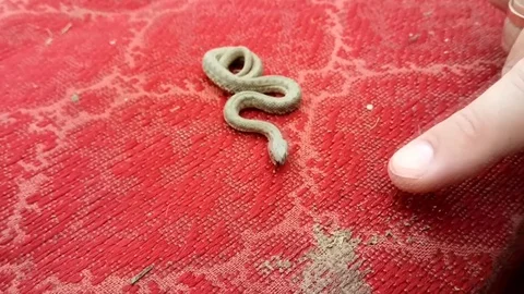 Unusual dark snake	 Stock Footage 110803638