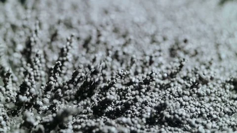 Unusual effect of living alien soil. The motion of particles with a change Stock Footage