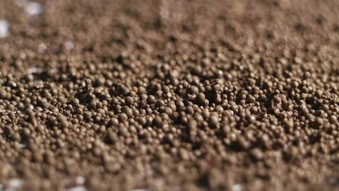 Unusual effect of living alien soil. The motion of particles  Stock Footage 80684693