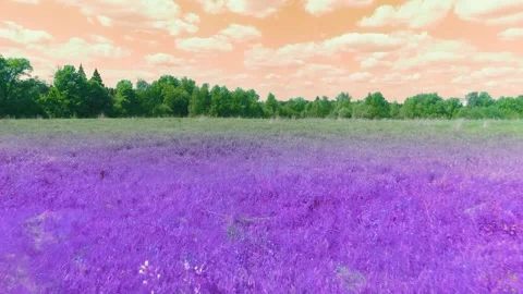 An unusual field in multi-colored rainbow Stock Footage 154709572